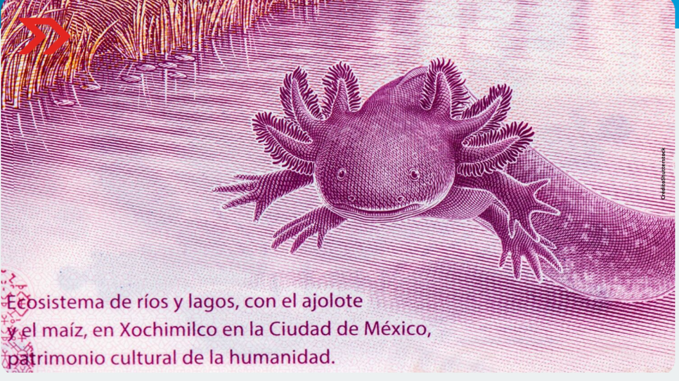 Banco de México emite importante aviso sobre el billete del ajolote de 50 pesos billete 50 Pesos
