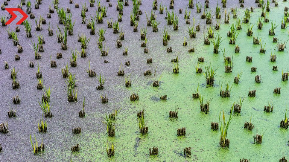 La agroindustria en México, un sector en crisis por la falta de agua