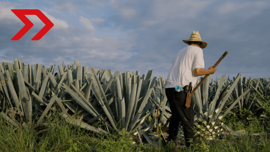 Encuentro Nacional del Mezcal: impulso al sector en el país